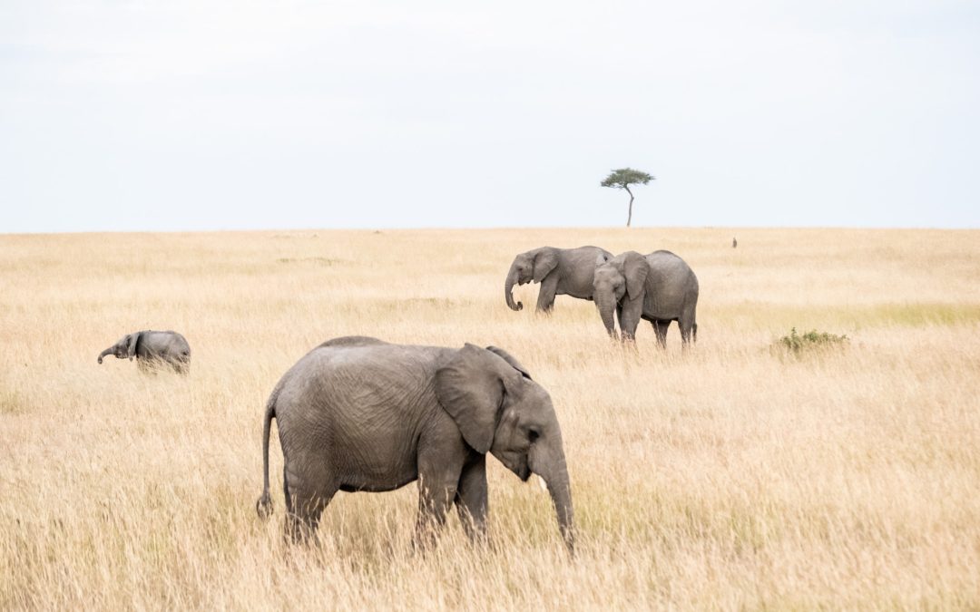 🐘 Satellites counts elephants from space