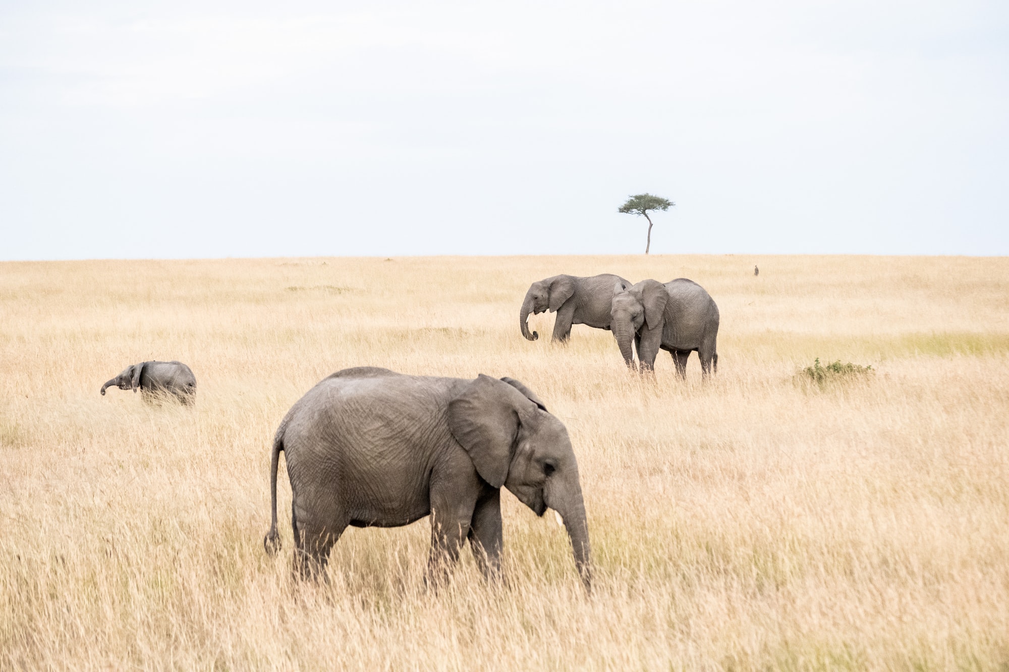 🐘 Satellites counts elephants from space