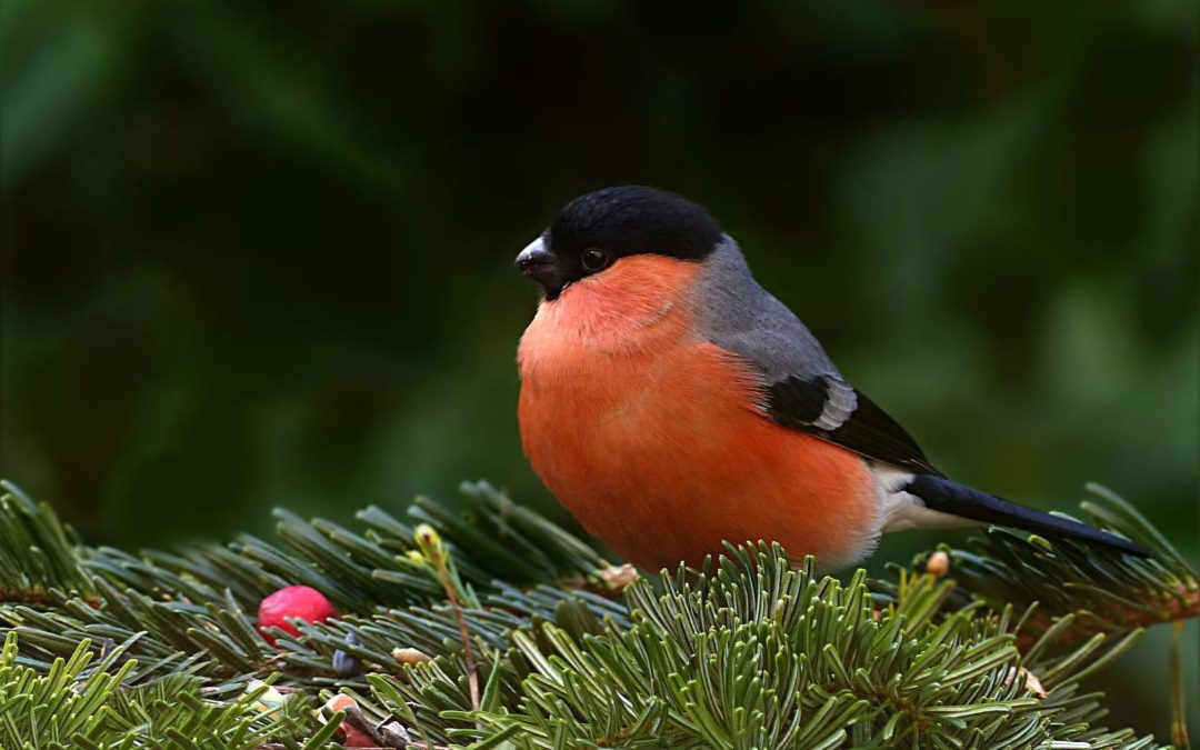 🐦 Reduced air pollution has saved 1.5 billion birds