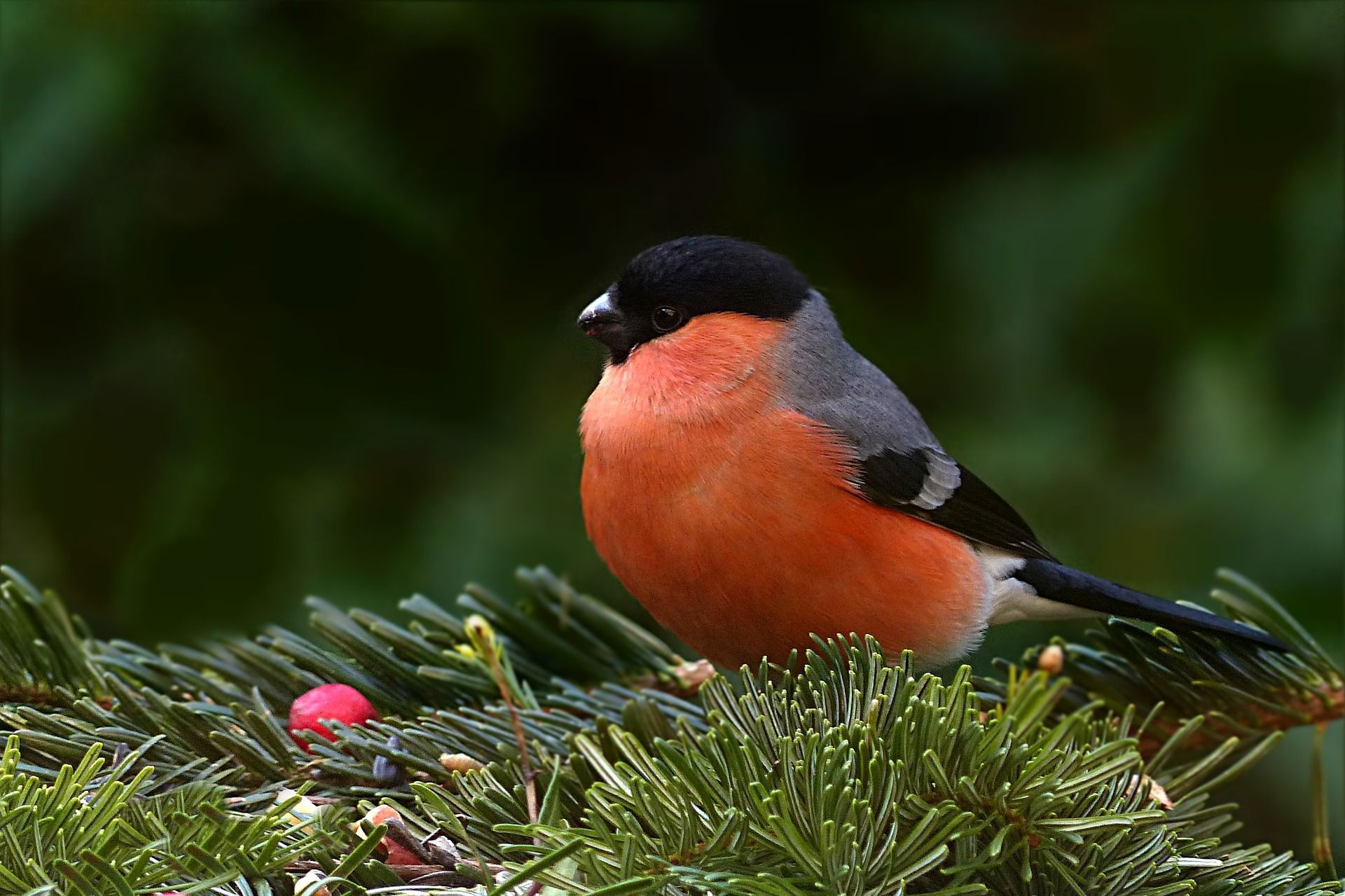 🐦 Reduced air pollution has saved 1.5 billion birds