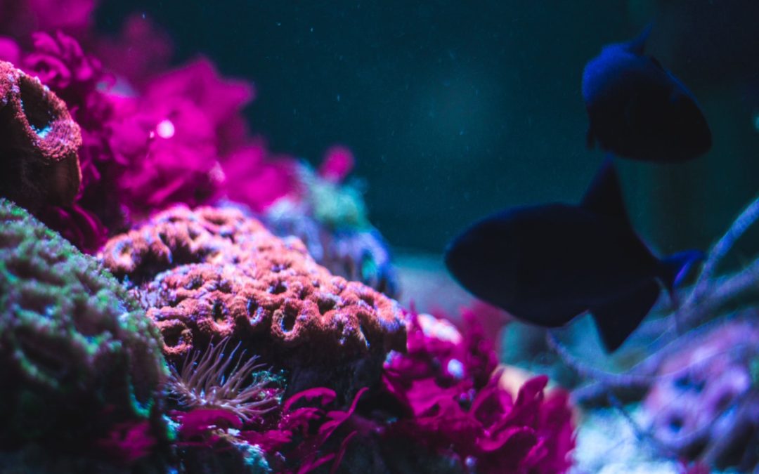 🐬 Scientists find coral sanctuary