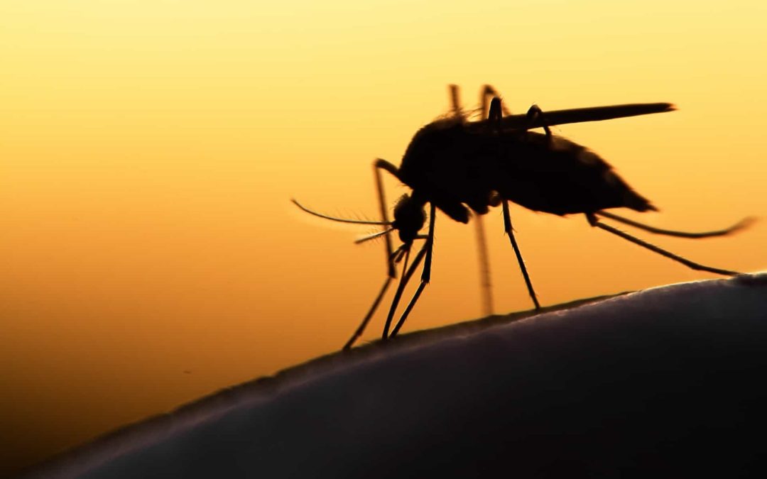 🦟 A new dawn for malaria control in Southern Africa