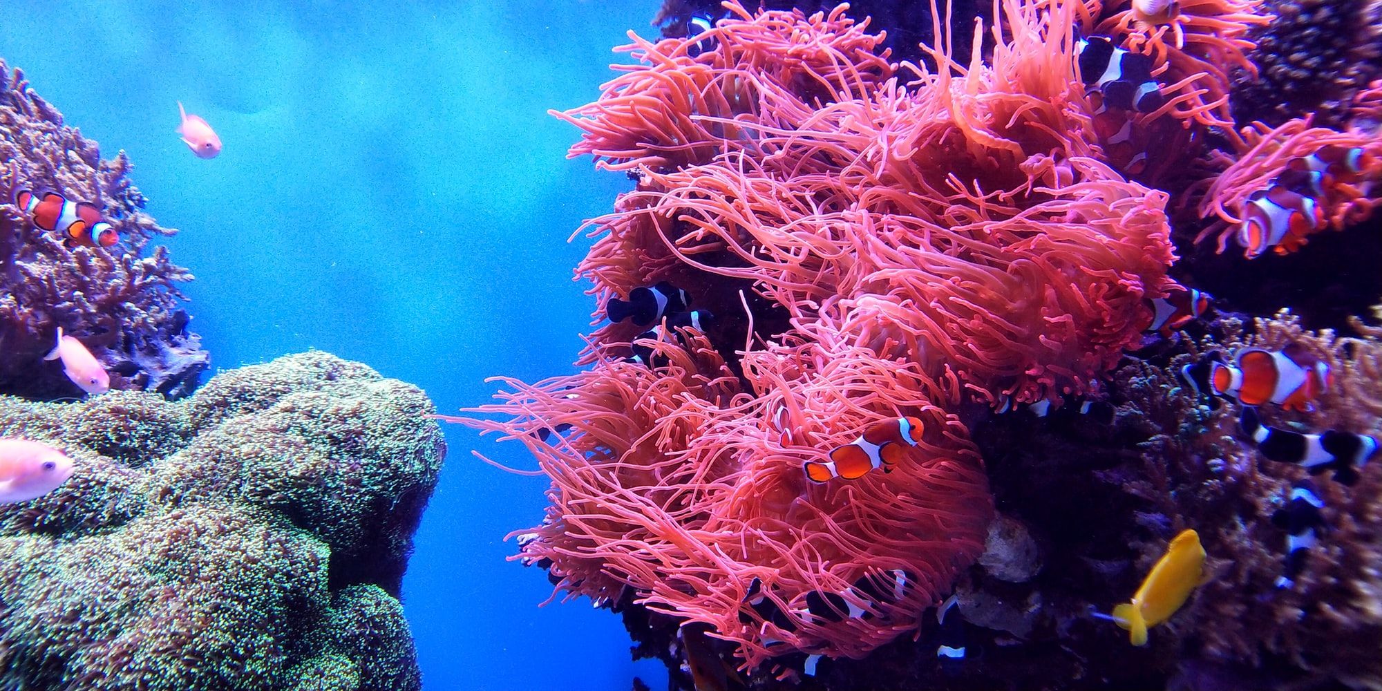 🧜‍♀️ MERMAID, the future saviour of coral reefs?