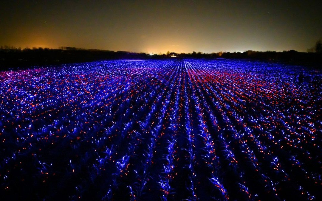 🌾 Light show protects crops