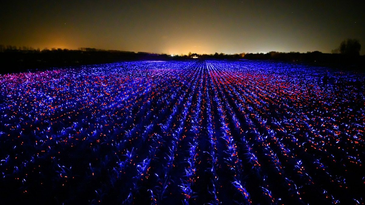 🌾 Light show protects crops