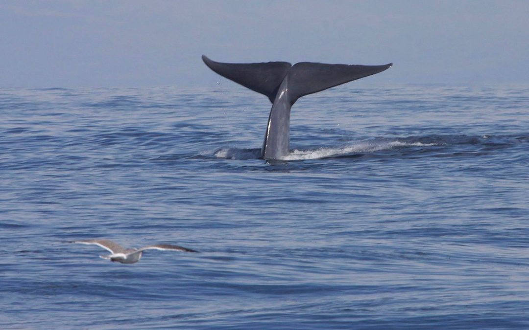 🐋 Scientists find a new population of blue whales thanks to their song