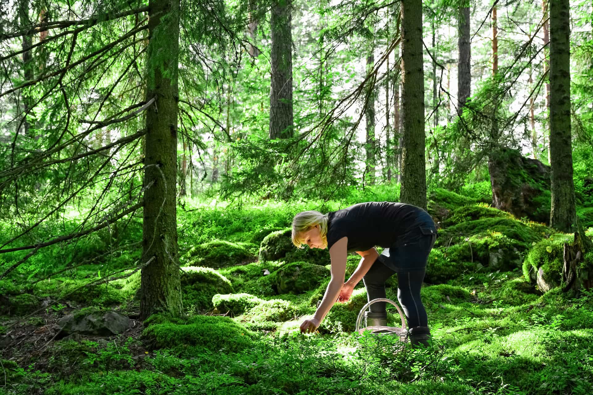 🥗 Are you ready for the new food? – Invasive species, insects and fish on land