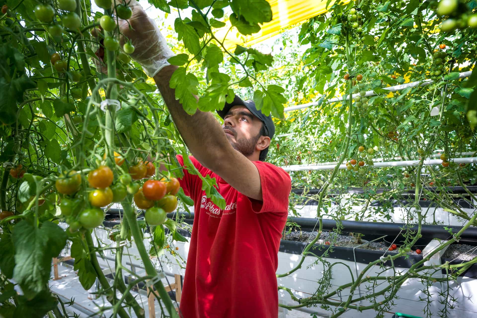 🥗 Are you ready for the new food? – Invasive species, insects and fish on land