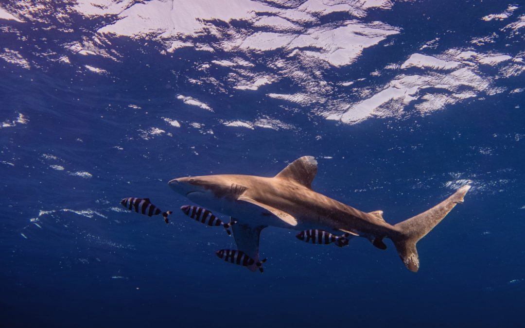 🦈 AI and drones tracks and protects great white sharks