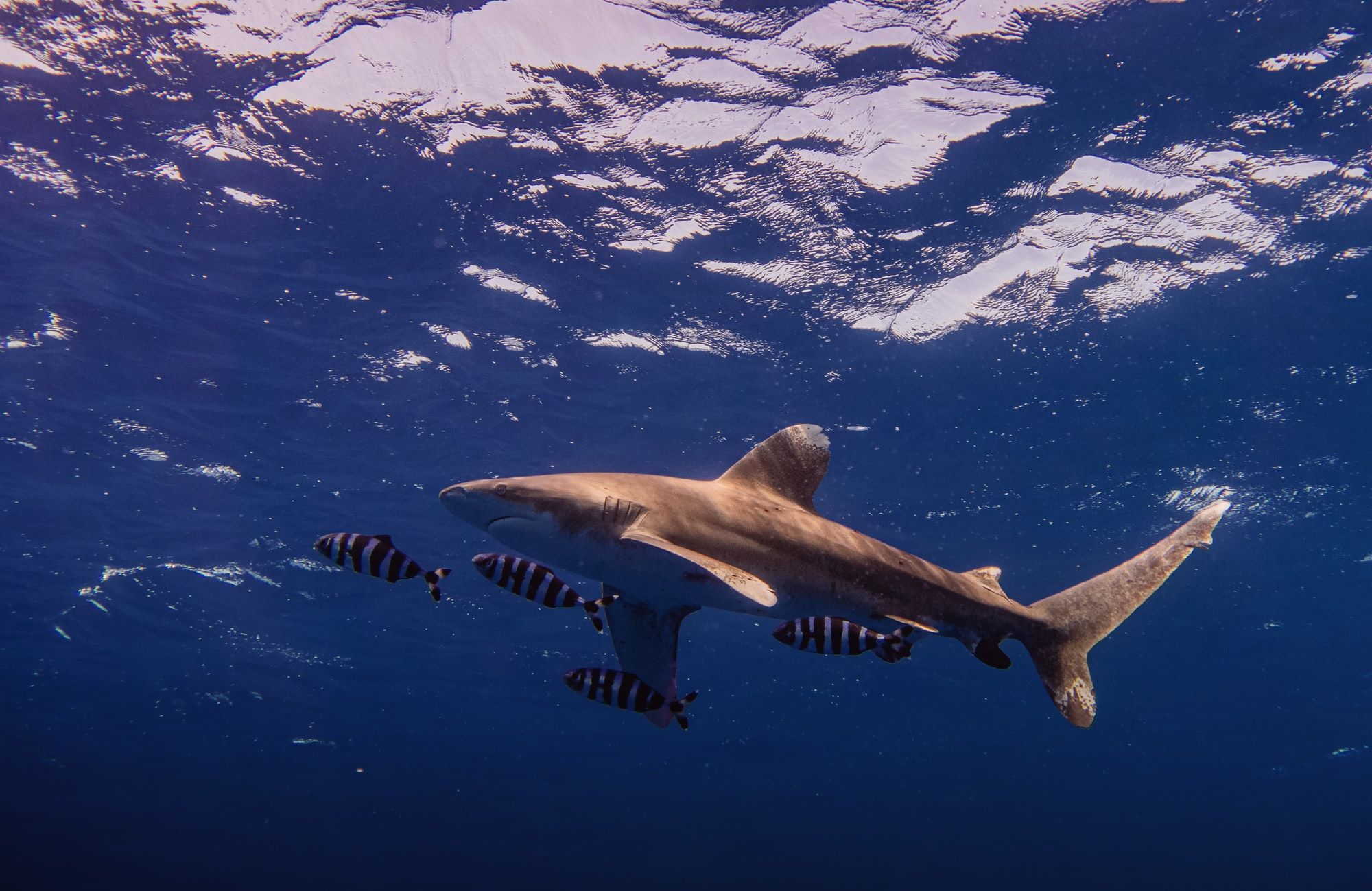 🦈 AI and drones tracks and protects great white sharks