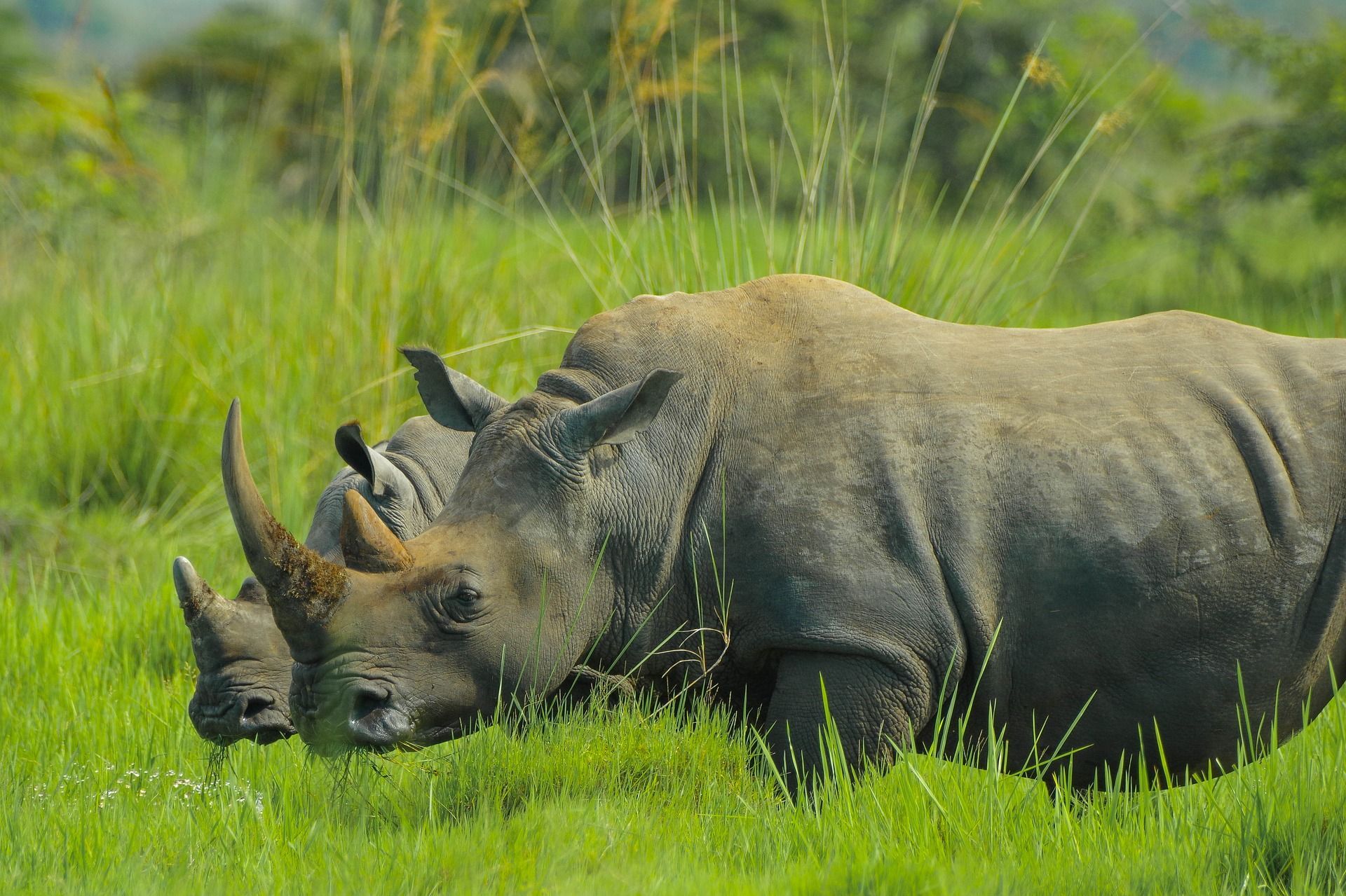 Носорог в заповеднике
