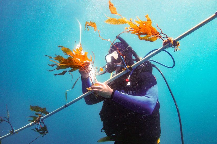 🌱 The kelp elevator boosts kelp growth four-fold