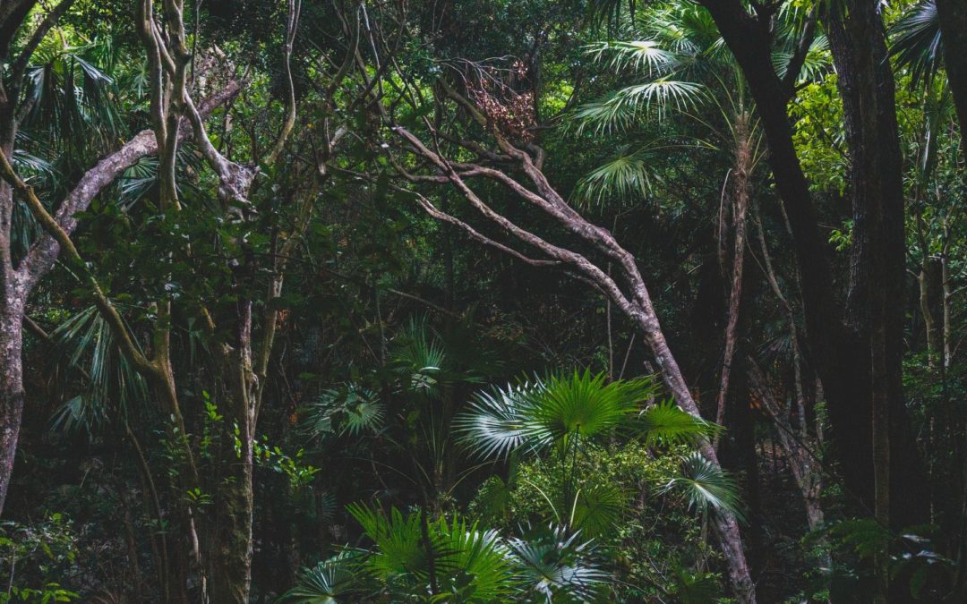 👂AI listening device helps rangers deal with illegal logging