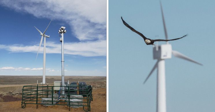 🦅 Smart camera system saves endangered birds from wind turbines deaths