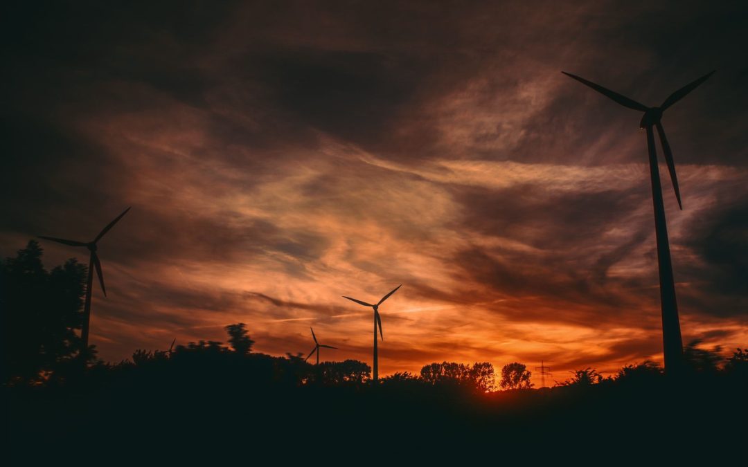 🦅 Smart camera system saves endangered birds from wind turbines deaths