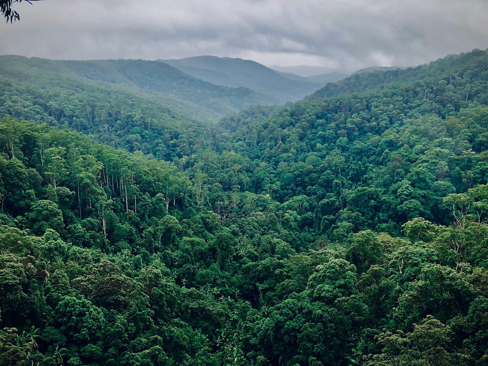 ☕️ Coffee pulp - a way to speed up forest restoration