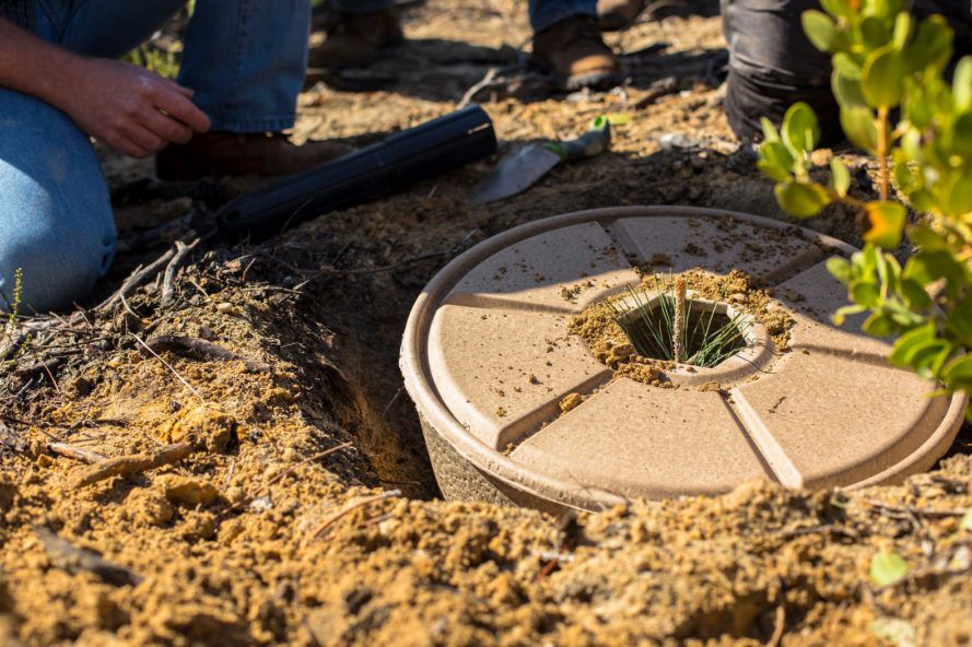 🌱 “Seed cocoons” help trees grow in the harshest climates