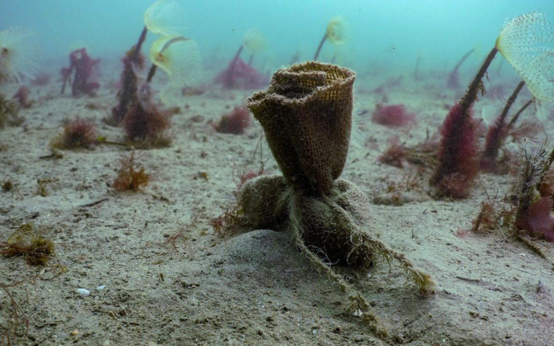 🌿 England starts its largest seagrass restoration project ever