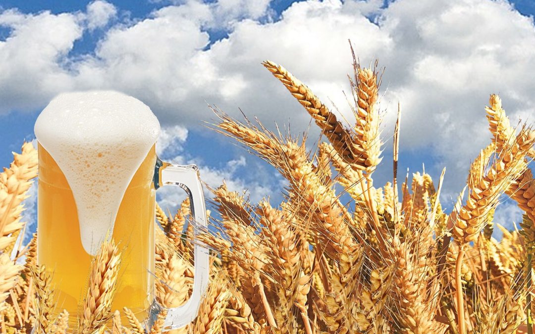 🍺 Leftovers from beer brewing can be used as biofuel