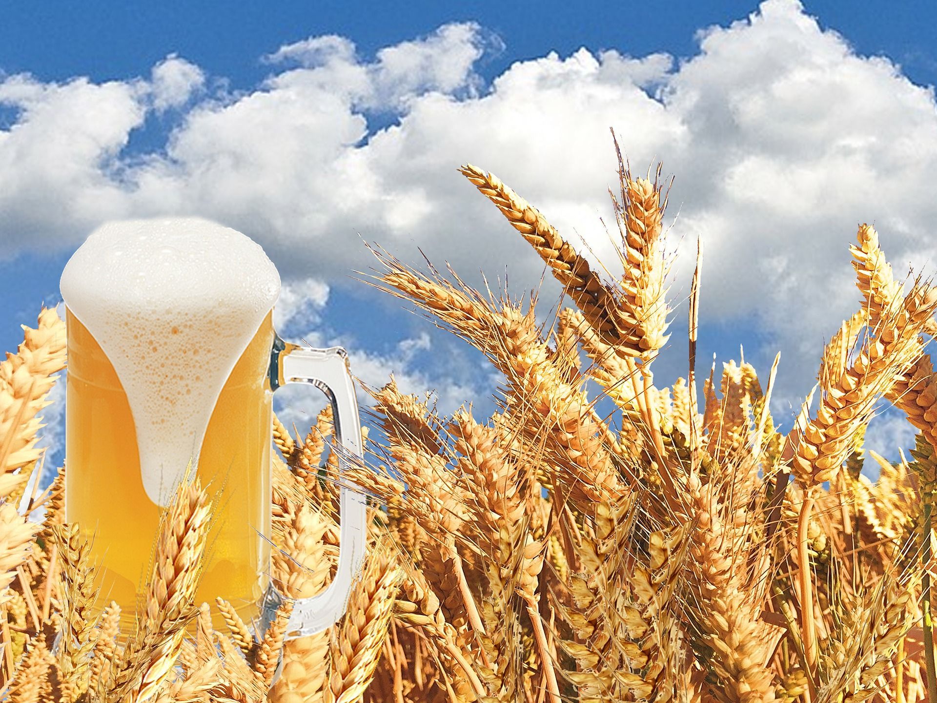 🍺 Leftovers from beer brewing can be used as biofuel