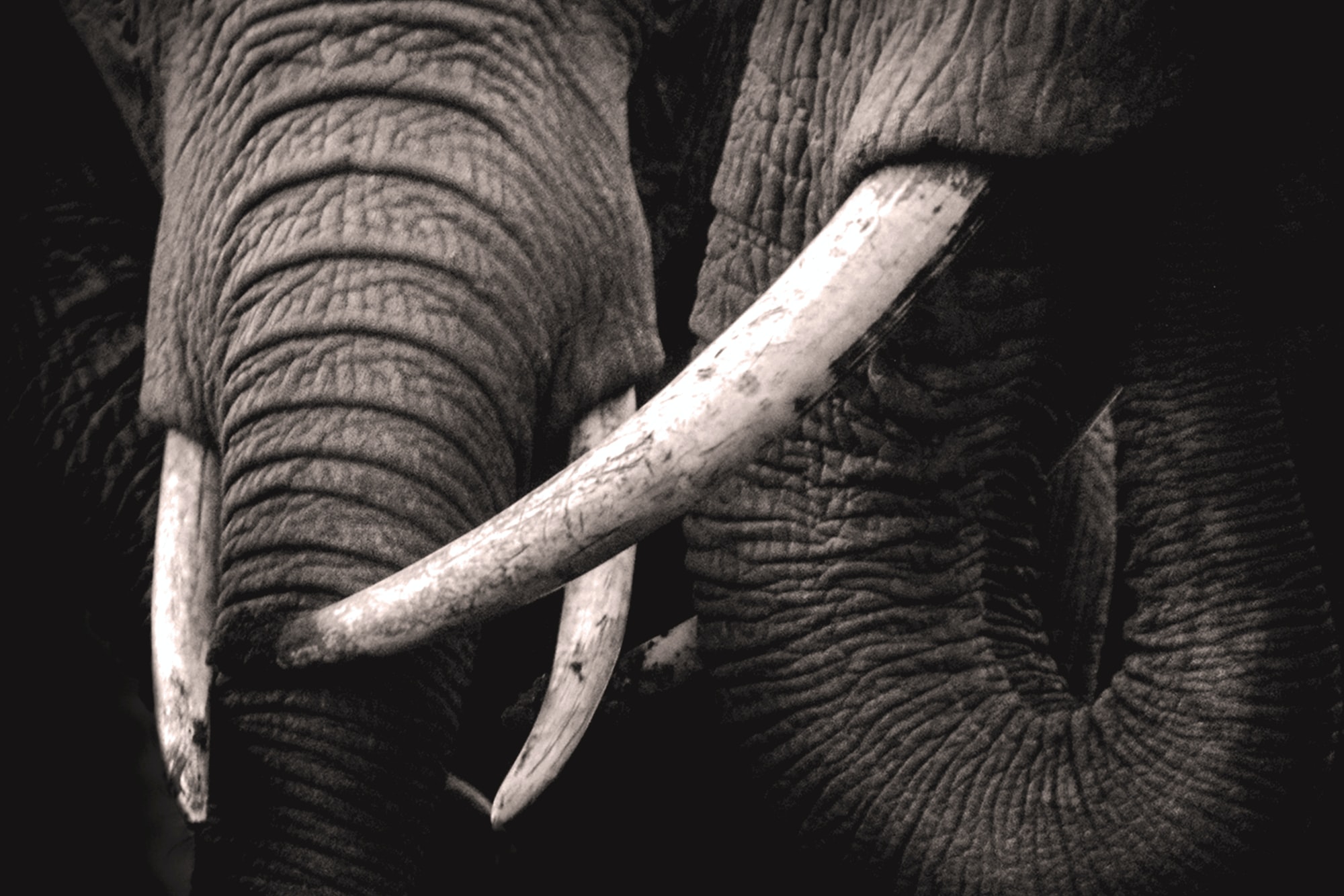 🐘 Decreased interest in Ivory in China