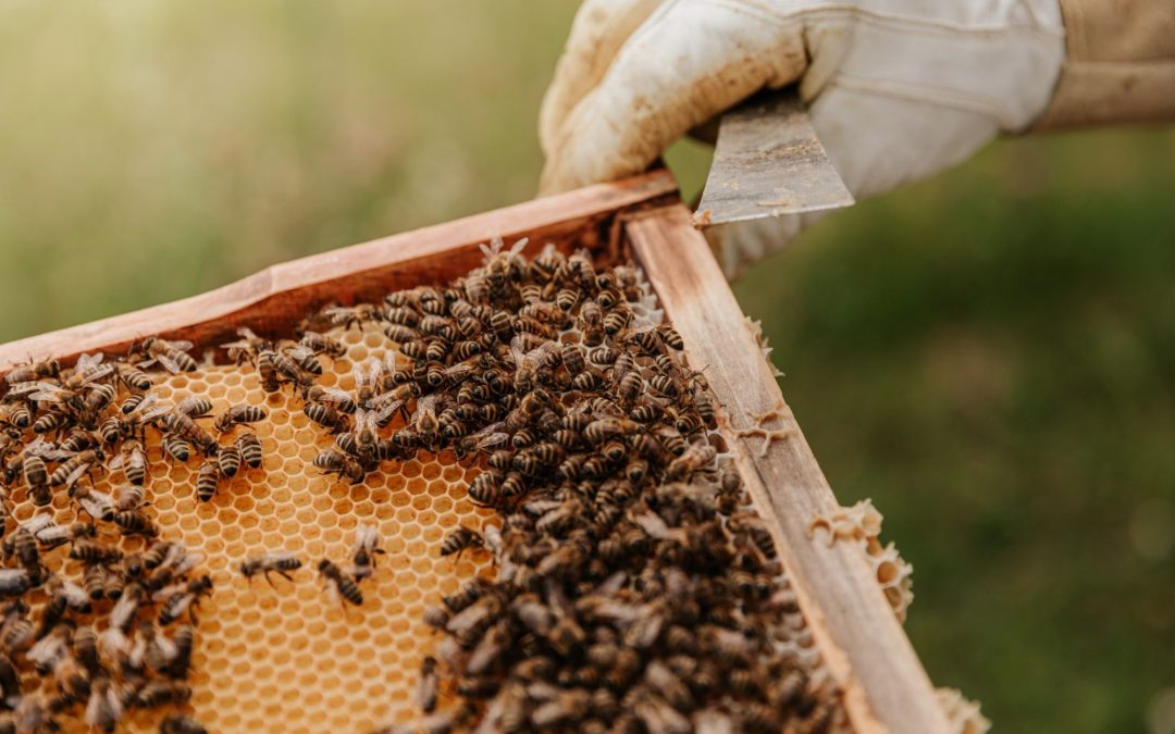 🐝 Airport support local bees