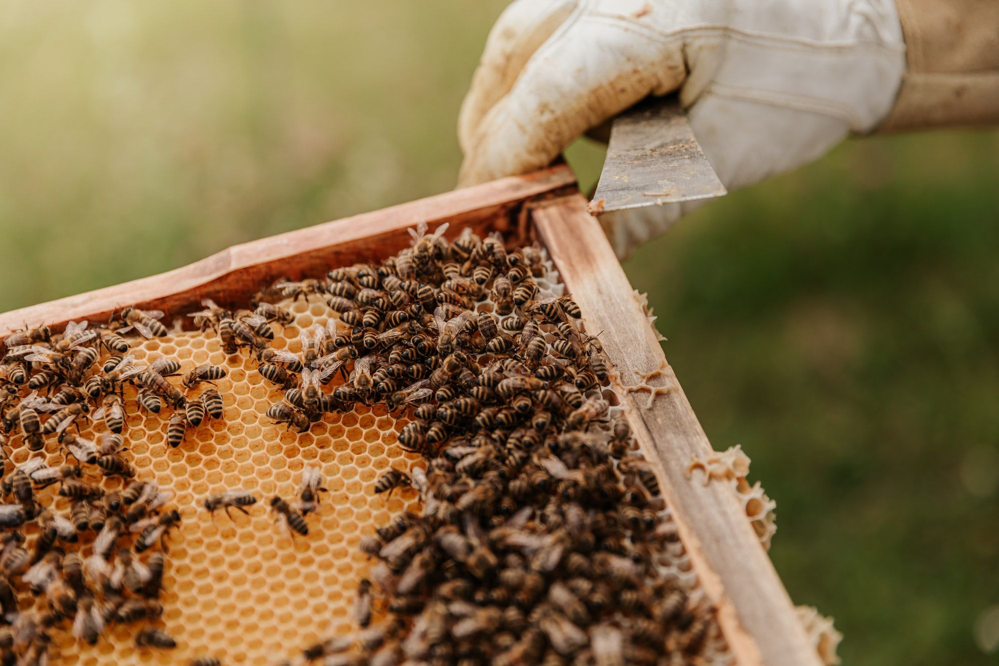 🐝 Airport support local bees