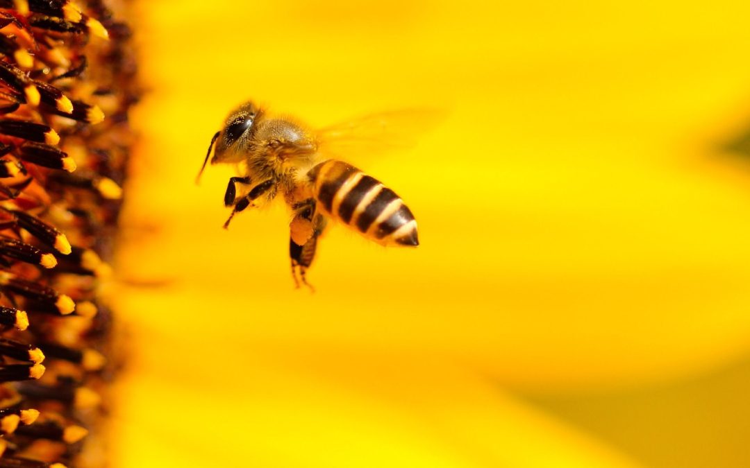 🐝Walmart push policy to protect pollinators