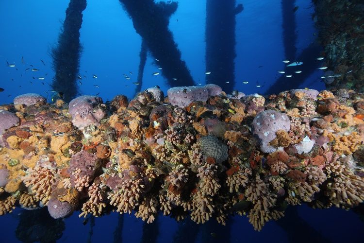 🐠 Abandoned oil rigs are turned into artificial reefs