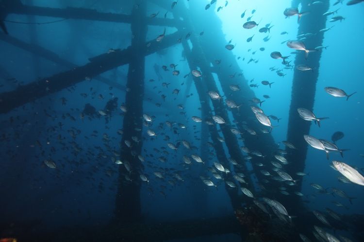 🐠 Abandoned oil rigs are turned into artificial reefs