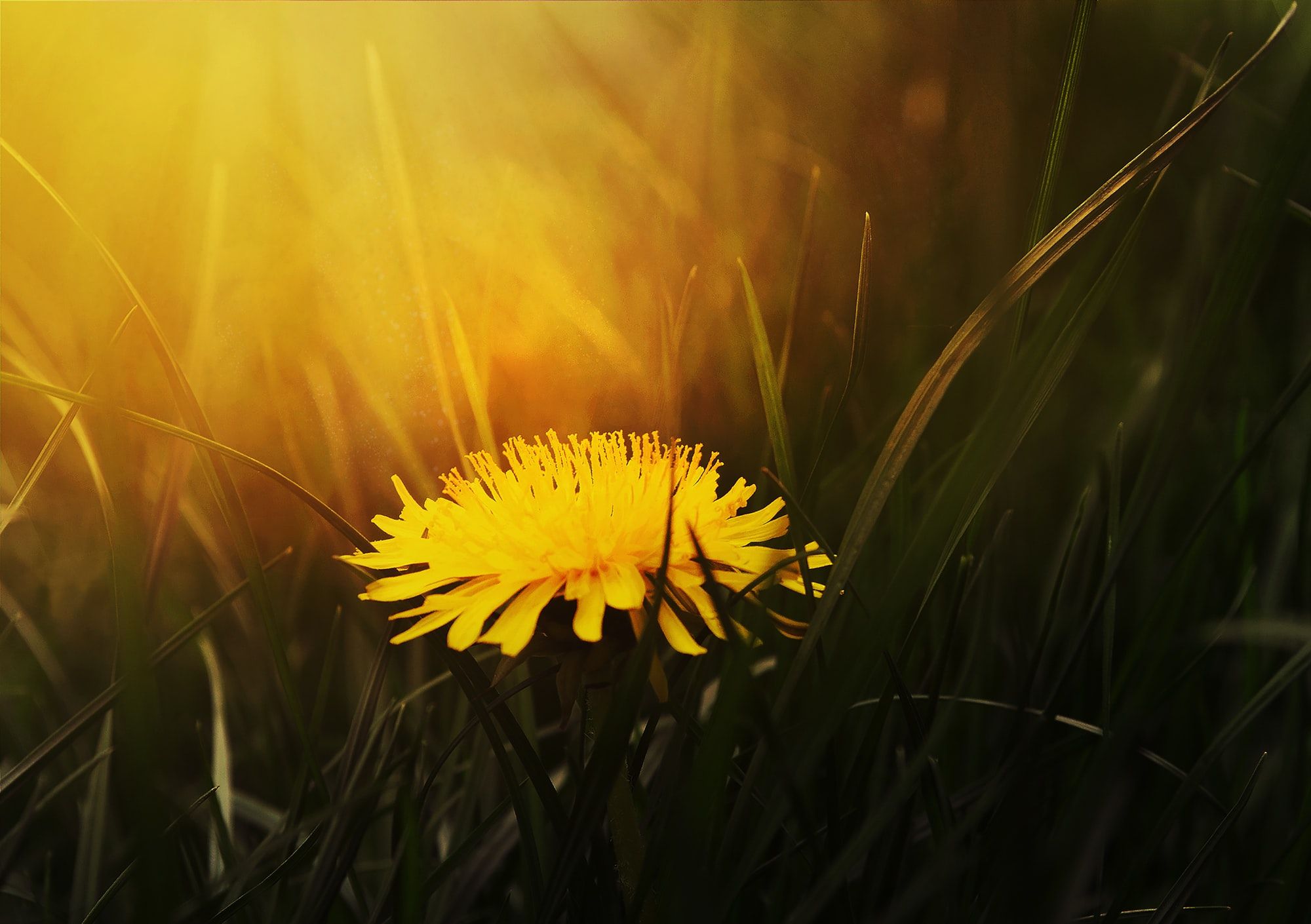 🌼 New sustainable tires made from dandelions