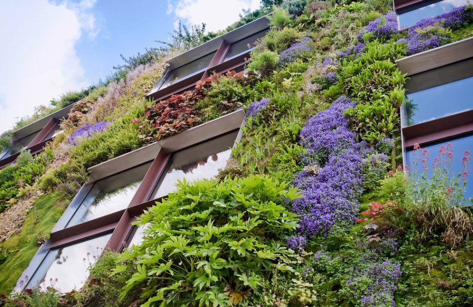 🌿🏙 Green facades can make cities cooler