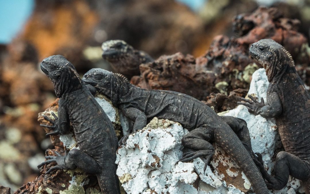 🏝 Leonardo DiCaprio launch Galápagos rewilding project