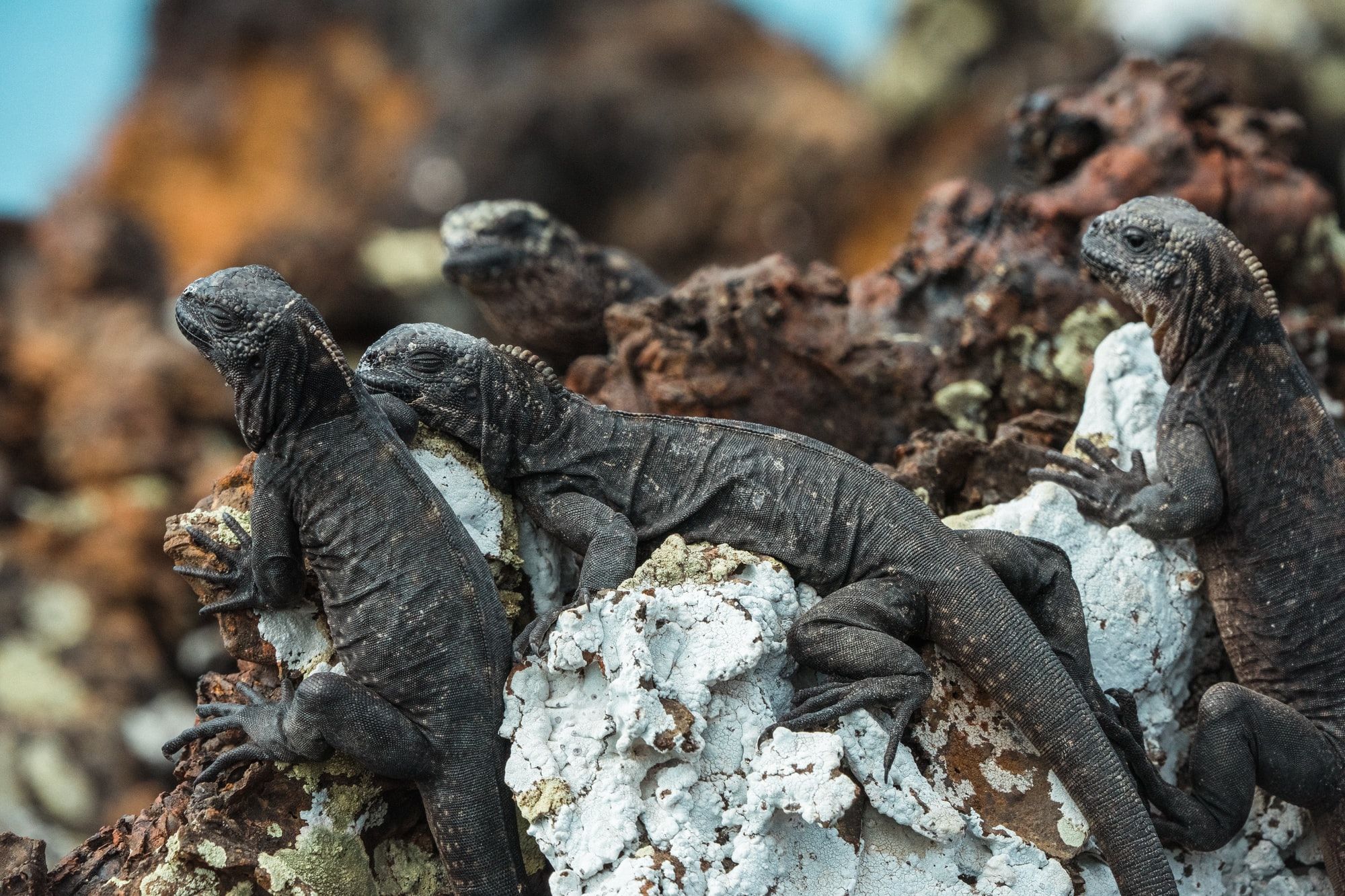 🏝 Leonardo DiCaprio launch Galápagos rewilding project