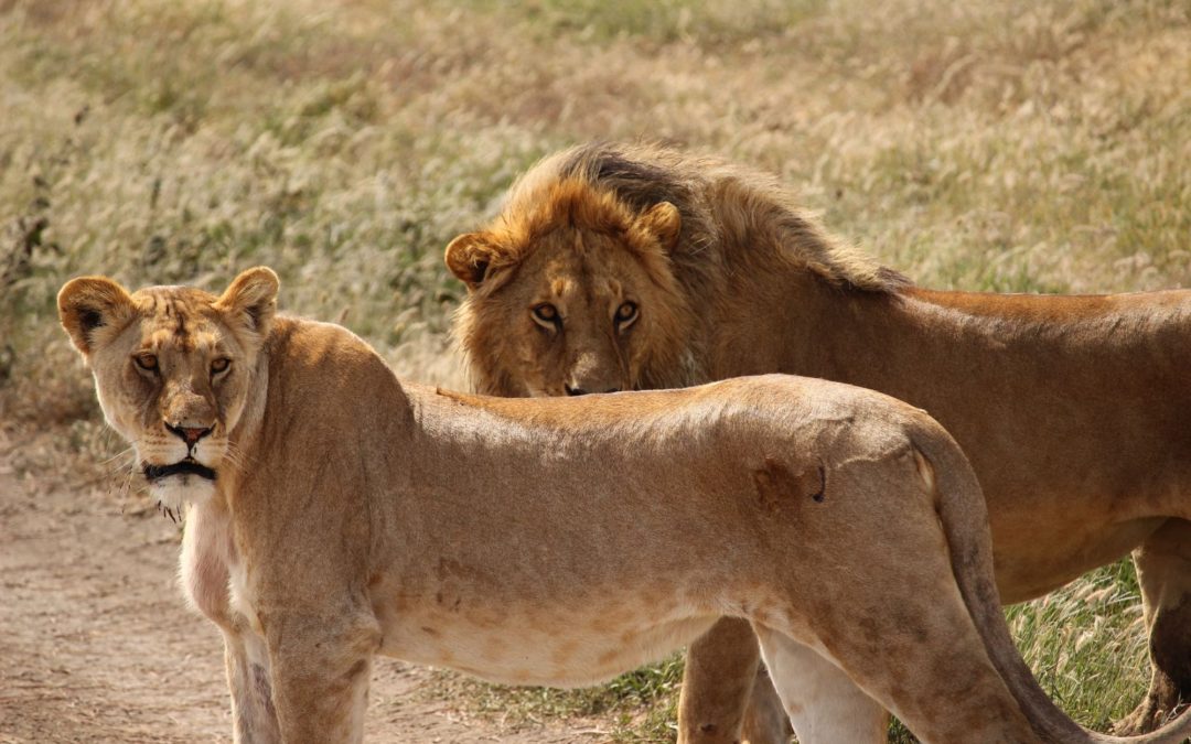 🦁 South Africa makes move to ban breeding of captive lions