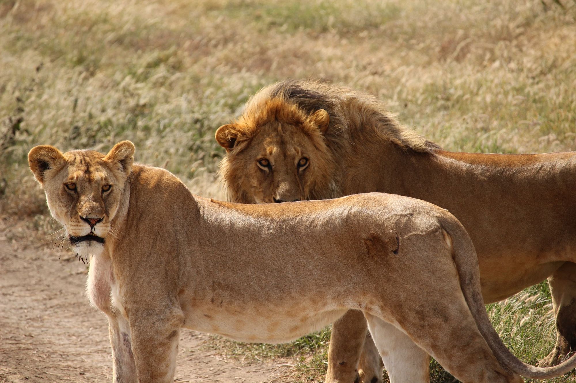 🦁 South Africa makes move to ban breeding of captive lions