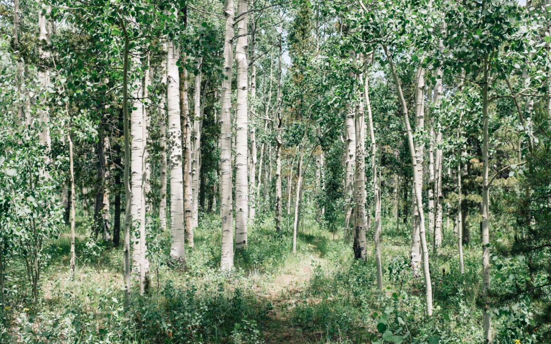 🌳 Crushed rock might reduce the CO2 in the atmosphere