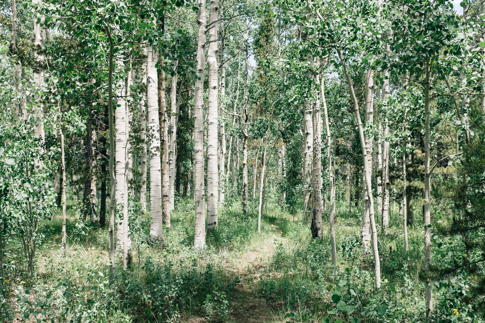 🌳 Crushed rock might reduce the CO2 in the atmosphere