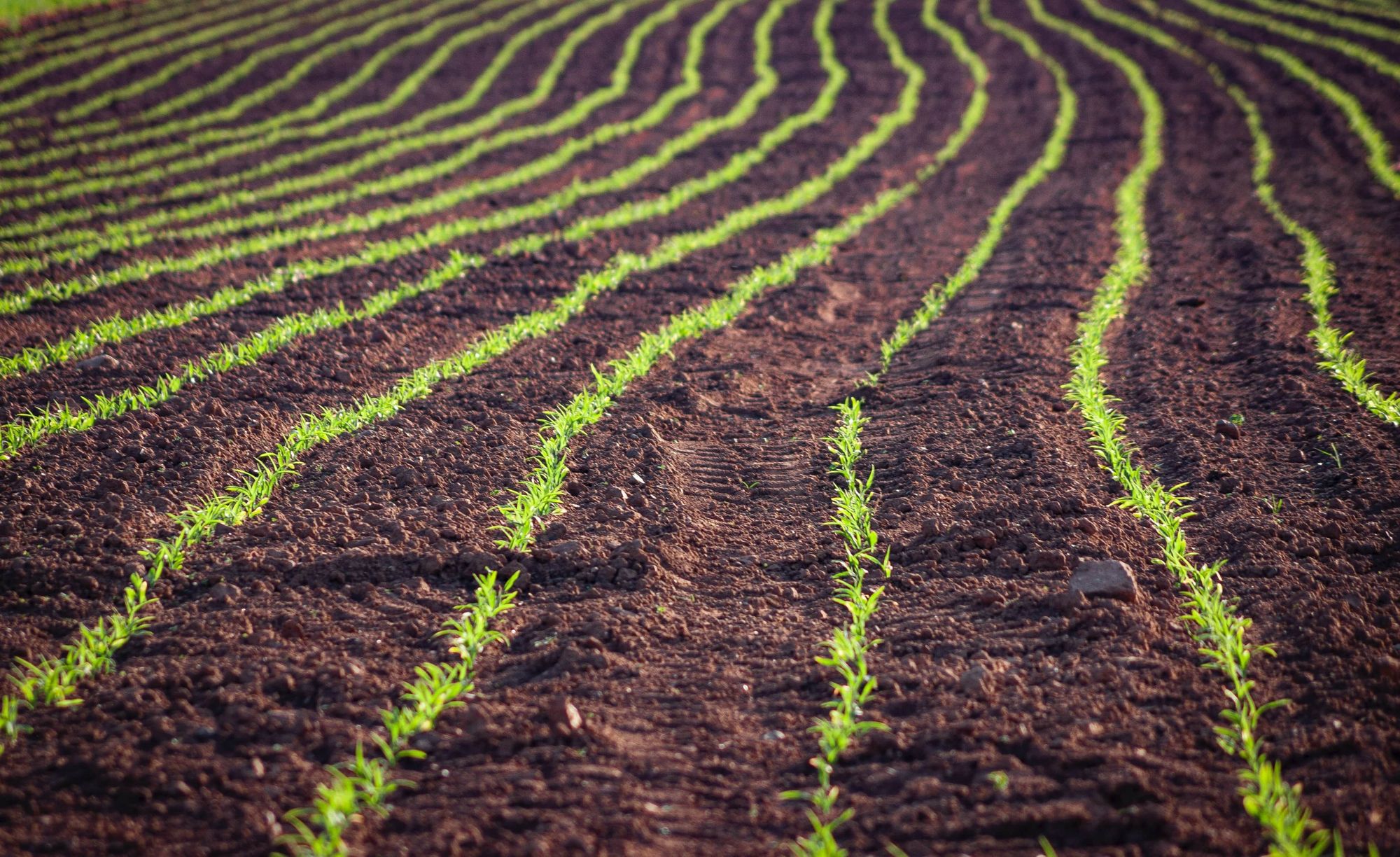 🌽Togolese farmers are using drones to increase production