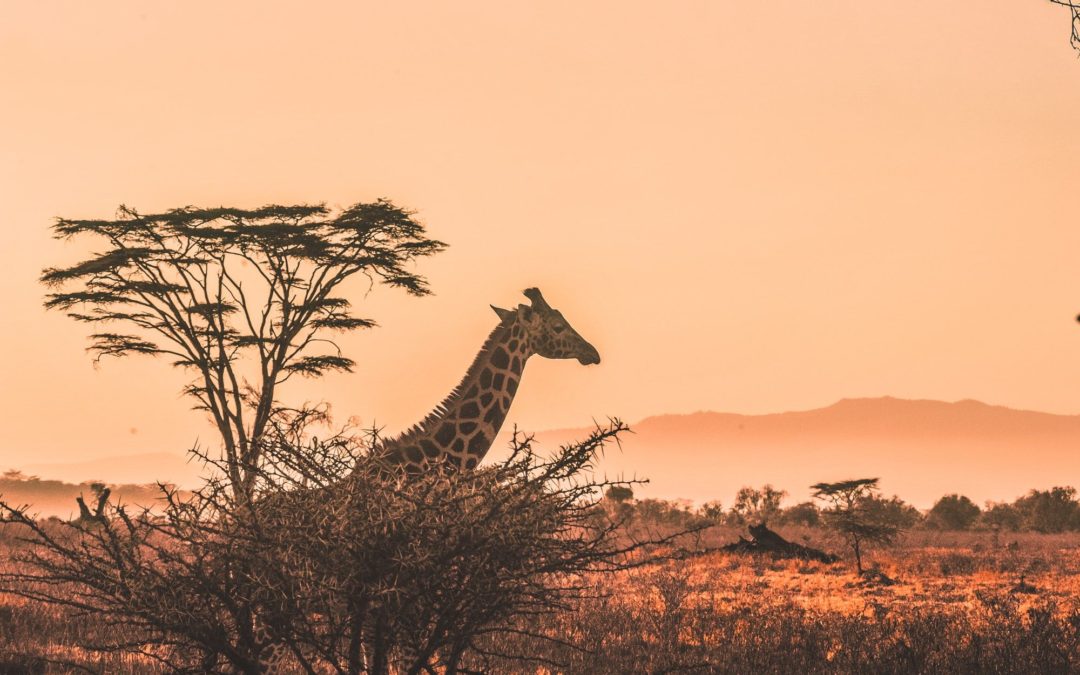 🐘 Kenya is counting all of its wild animals for the first time