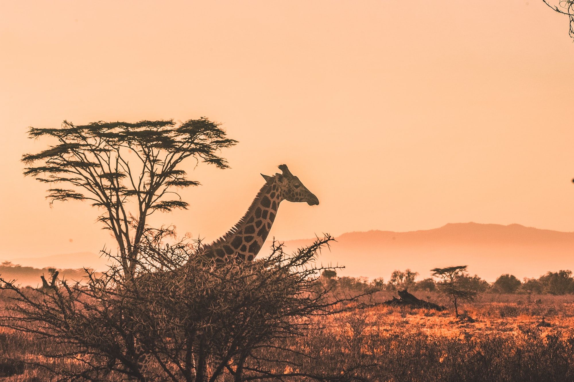 🐘 Kenya is counting all of its wild animals for the first time