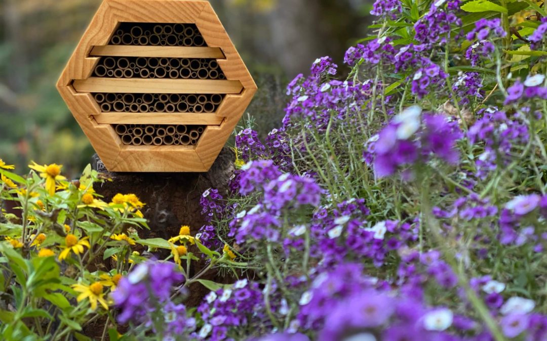 🐝 Sponsor-A-Hive – good for the bees and food security