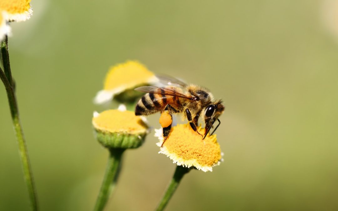 🐝Vaccine for bees makes them immune against pesticides