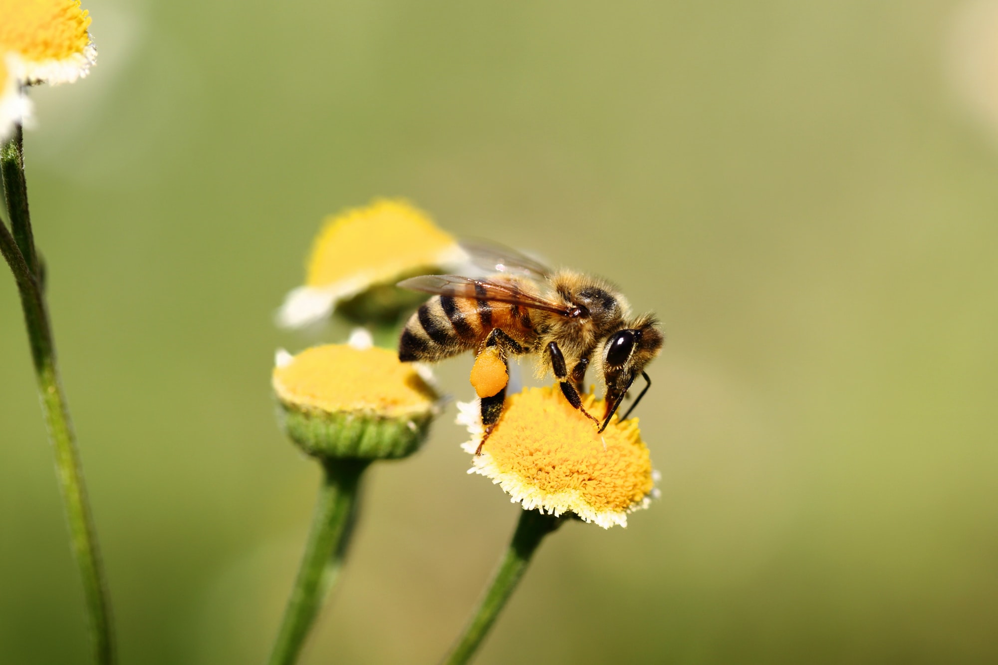 🐝Vaccine for bees makes them immune against pesticides