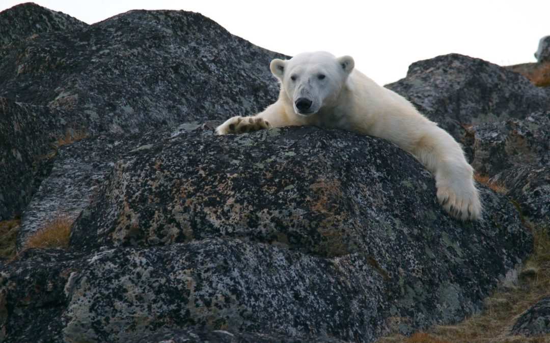 🇳🇴 Norway turns its last arctic coal mine into a national park