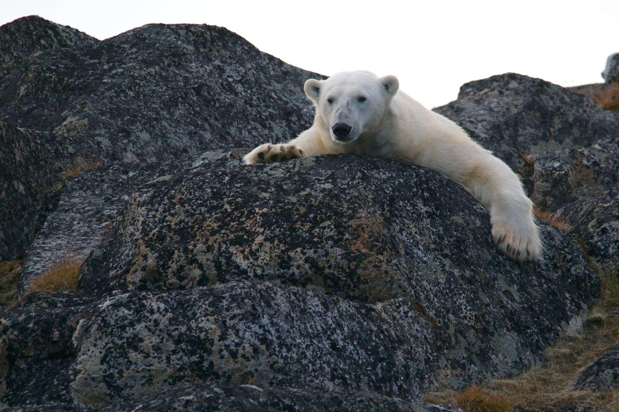 🇳🇴 Norway turns its last arctic coal mine into a national park