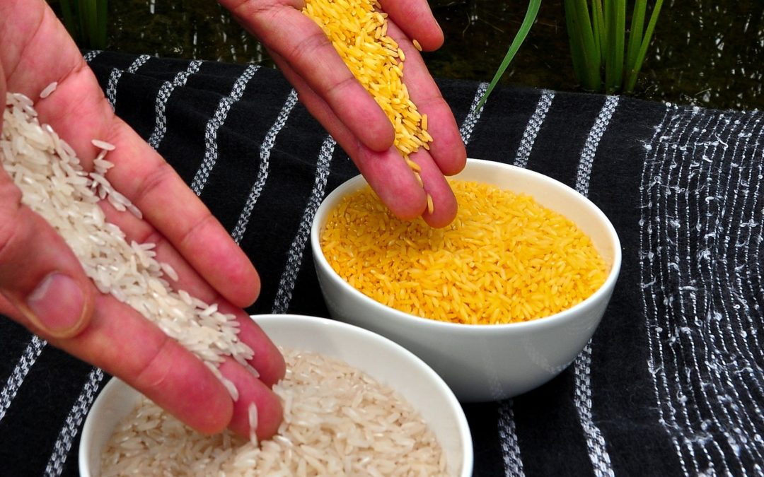 🍚 The Philippines gives GMO “Golden Rice” green light