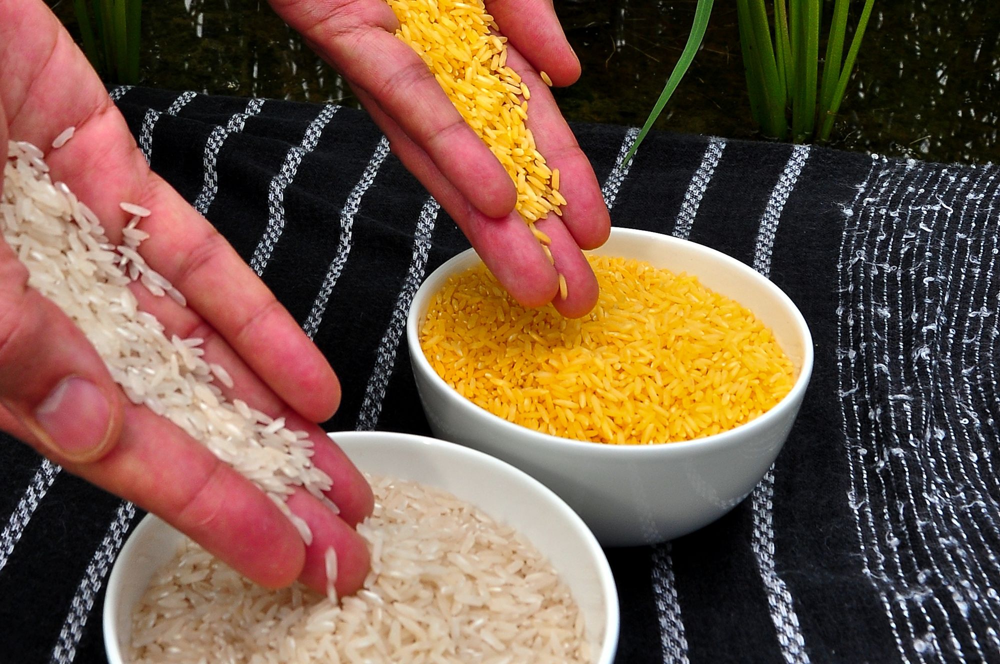 🍚 The Philippines gives GMO "Golden Rice" green light