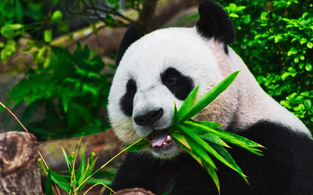 🐼 Giant pandas no longer endangered in the wild | Warp Institute