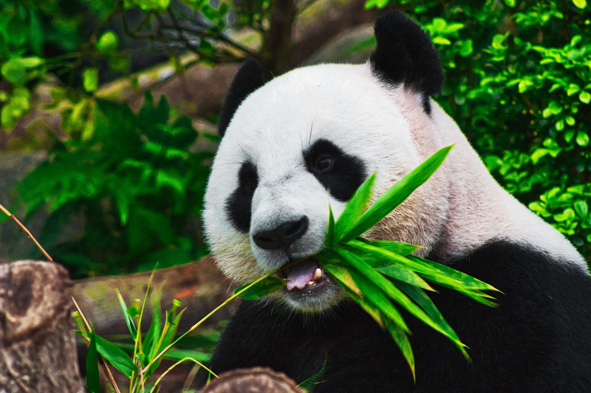 🐼 Giant pandas no longer endangered in the wild